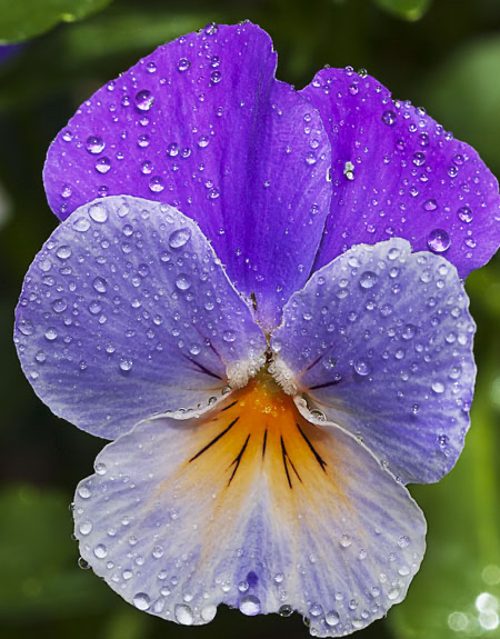 Purple pansy flower with water droplets in early spring garden