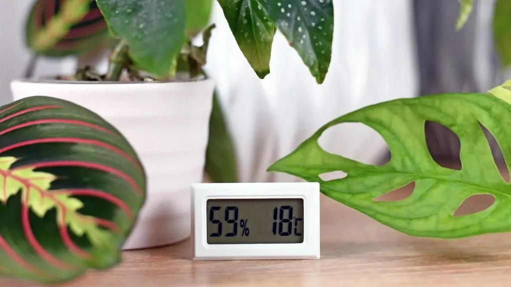 digital hygrometer showing humidity level with indoor plants in a home environment