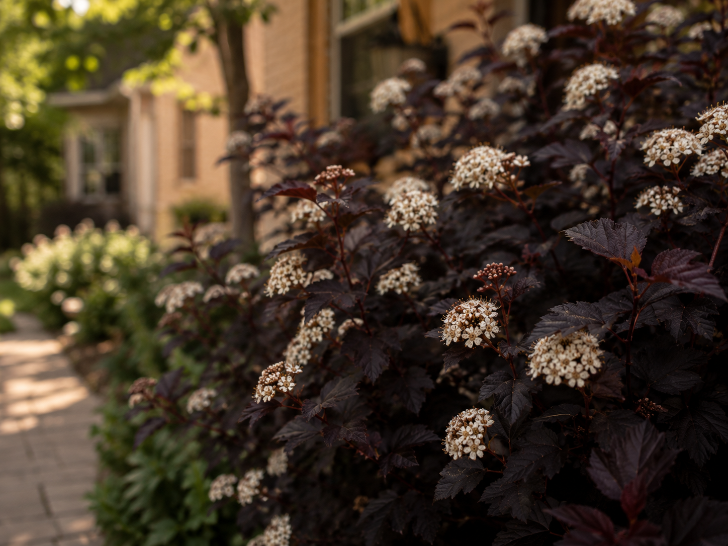 Close view of ninebark shrub in a structured Ontario front yard border with layered perennials behind it